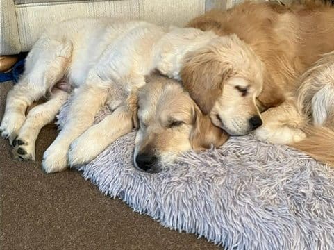 How Raw Feeding Helped Fionn Thrive