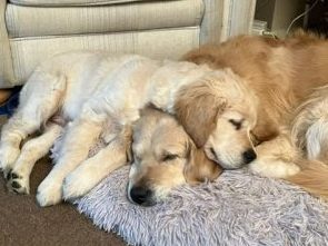 How Raw Feeding Helped Fionn Thrive