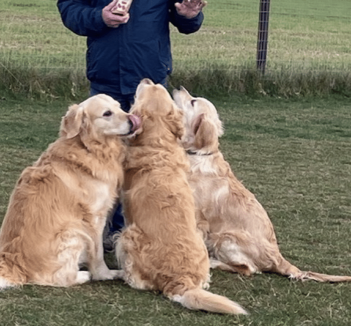 3 golden retrievers