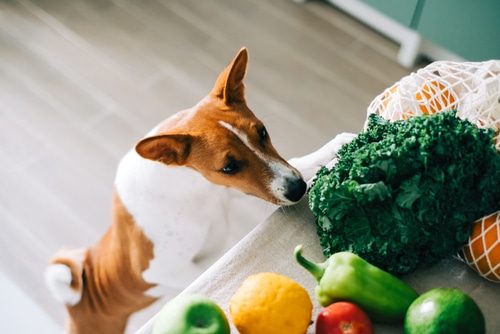 What Are The Best Sources Of Fibre For Dogs?