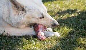 Feeding Bones to Dogs: The All You Need to Know Guide