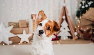 Christmas for Dogs: Safety Advice & Tips