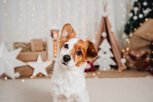 Christmas for Dogs: Safety Advice & Tips
