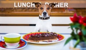 What Can Dogs NOT Eat?