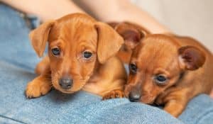 What’s the Difference Between Puppy and Adult Dog Food?