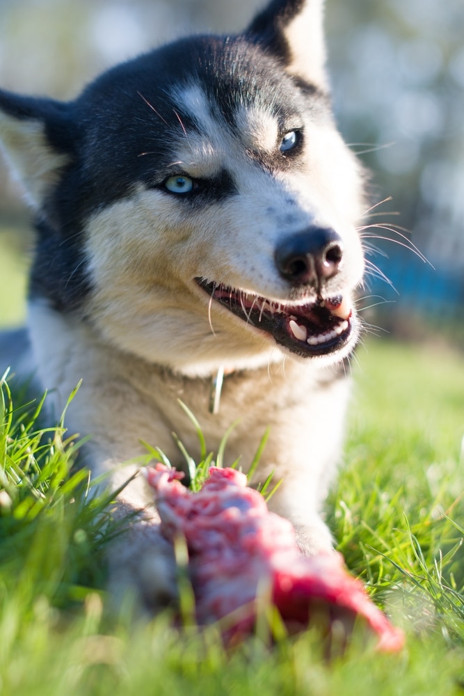 dog with raw meaty bone
