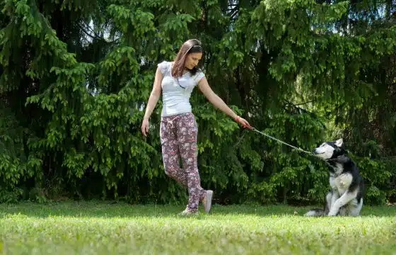 How to Train a Stubborn Dog: A Trainer’s Perspective on Why Dogs Don’t Listen