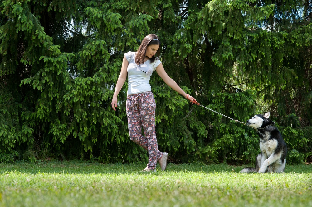 How to Train a Stubborn Dog: A Trainer’s Perspective on Why Dogs Don’t Listen