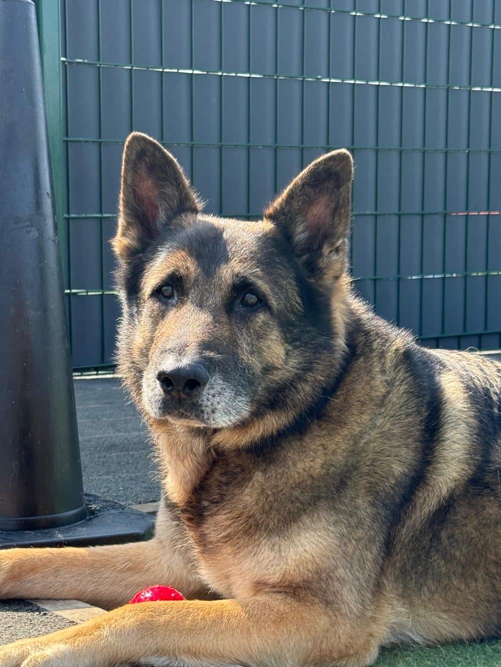 When Prescription Diets Fail: One German Shepherd’s Story