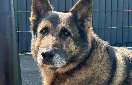 When Prescription Diets Fail: One German Shepherd’s Story