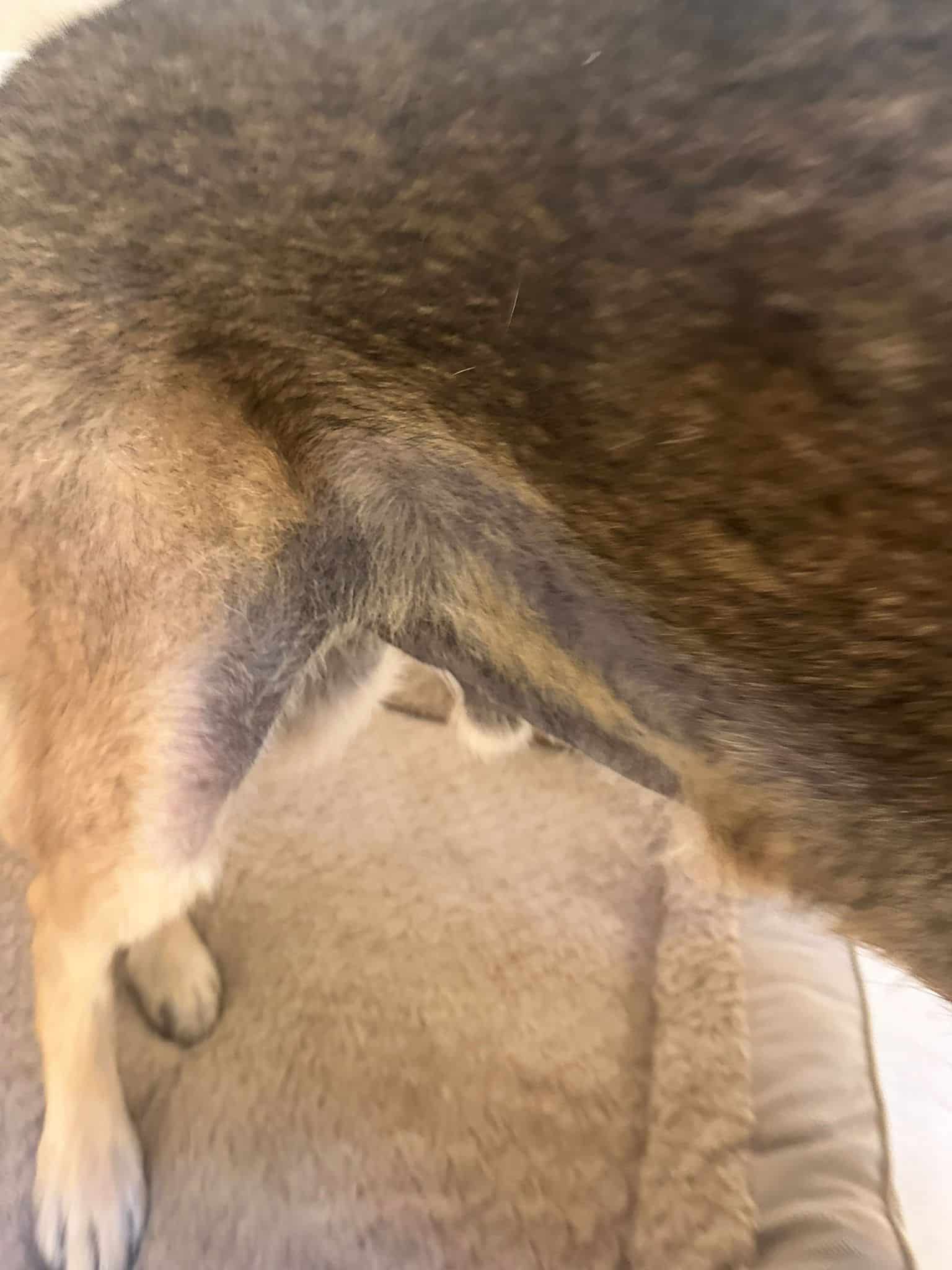 buddy's fur loss prior to ProDog