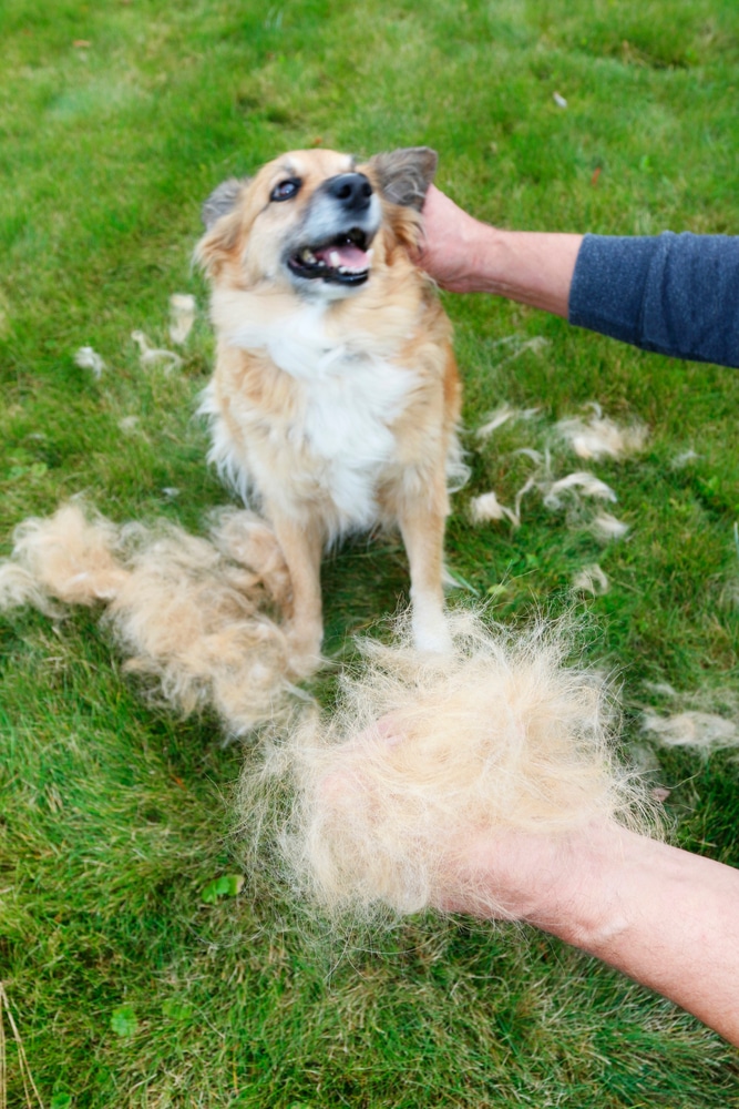 brushing dogs coat