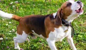 What Is a Reactive Dog? Understanding the Real Causes (And What You Can Do About It)