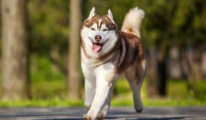 Dog Moulting and Shedding: Caring For Your Dog’s Coat