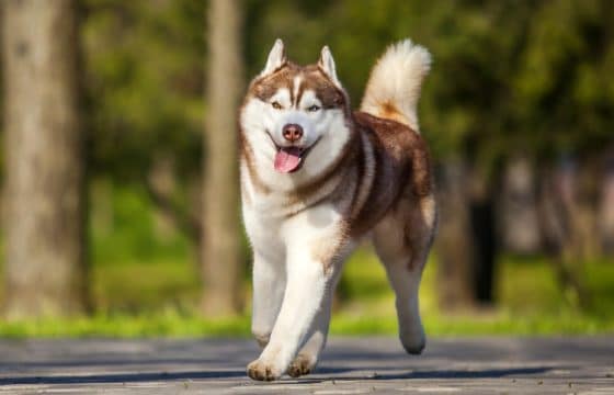 Dog Moulting and Shedding: Caring For Your Dog’s Coat