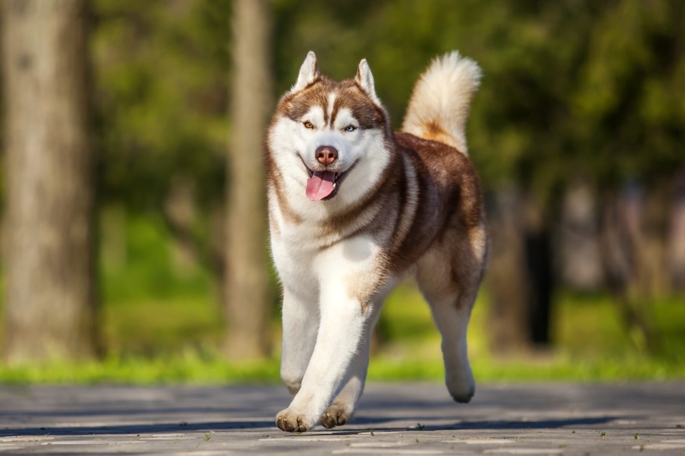 Dog Moulting and Shedding: Caring For Your Dog’s Coat
