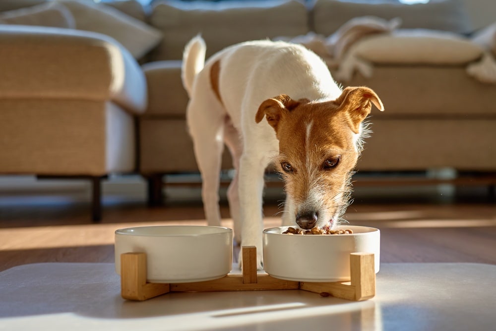 Is Dry Food Good for Dogs? Pros, Cons, and Alternatives