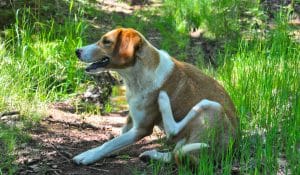 Dog Itchy Skin: Expert Guide to Causes, Relief & Long-Term Support