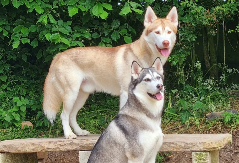 The Owner Who Wouldn’t Give Up: Ezio’s Story