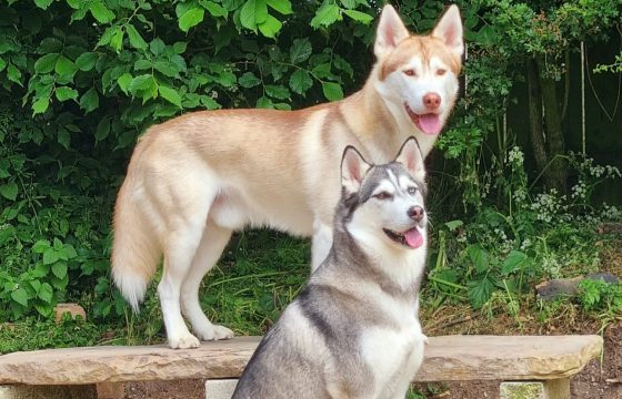 The Owner Who Wouldn’t Give Up: Ezio’s Story