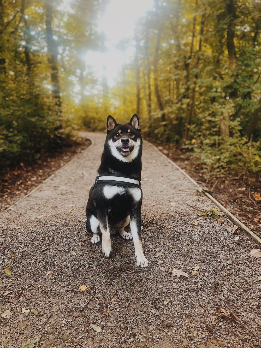 How Raw Feeding Helped Haku Thrive
