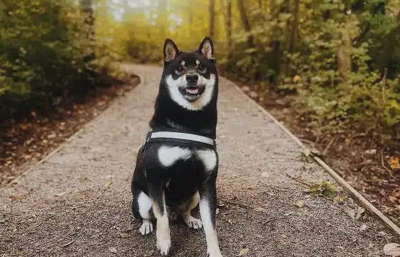 How Raw Feeding Helped Haku Thrive