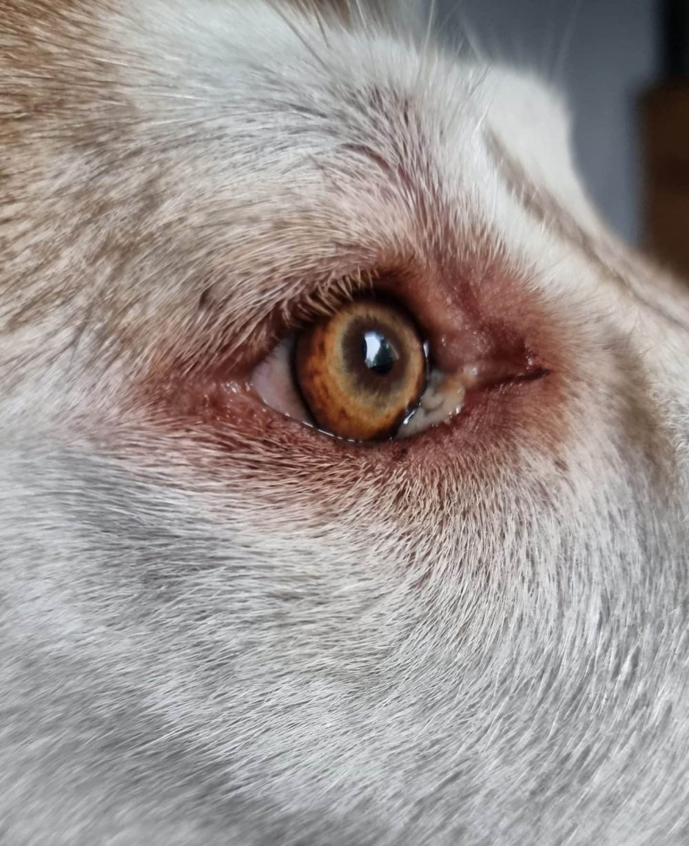 ezio developed lesions around his eyes