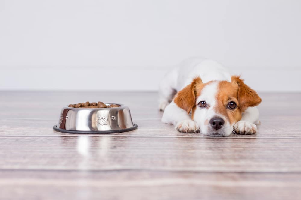 puppy and food behaviour