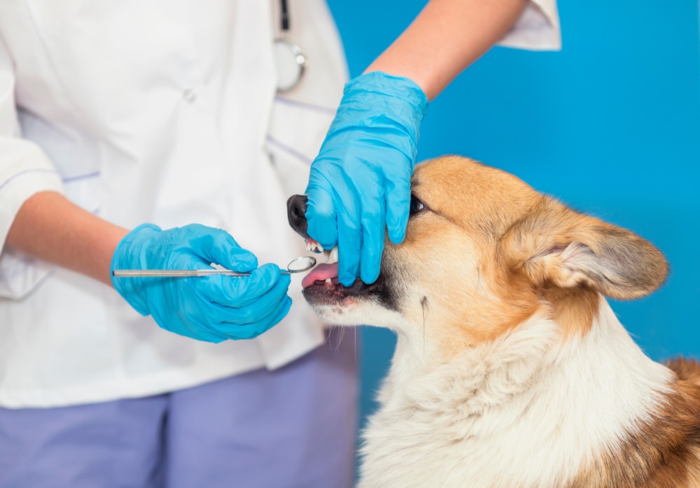 Professional dog teeth cleaning