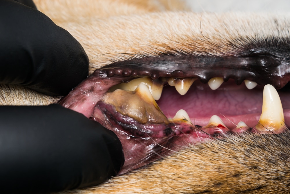 gingivitis in dogs
