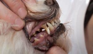Gingivitis in Dogs: Signs, Causes, and Treatment Options