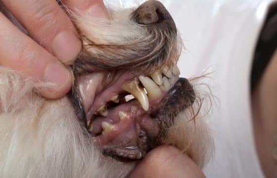 Gingivitis in Dogs: Signs, Causes, and Treatment Options