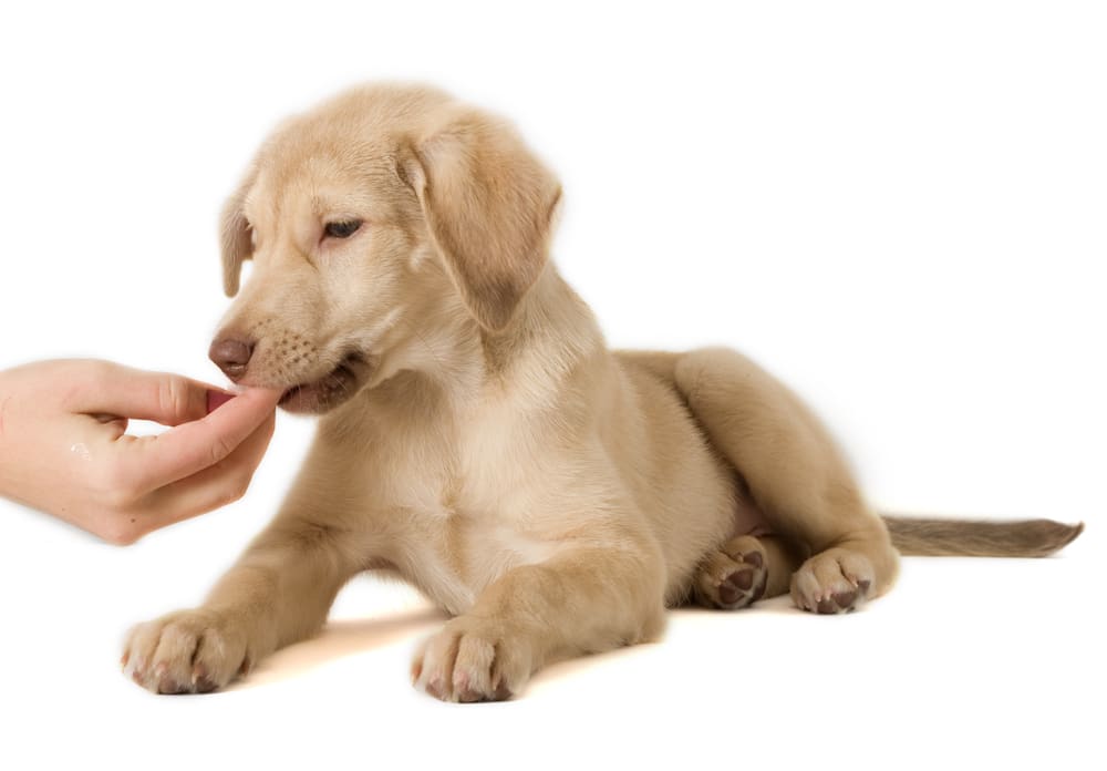 hand feeding a puppy