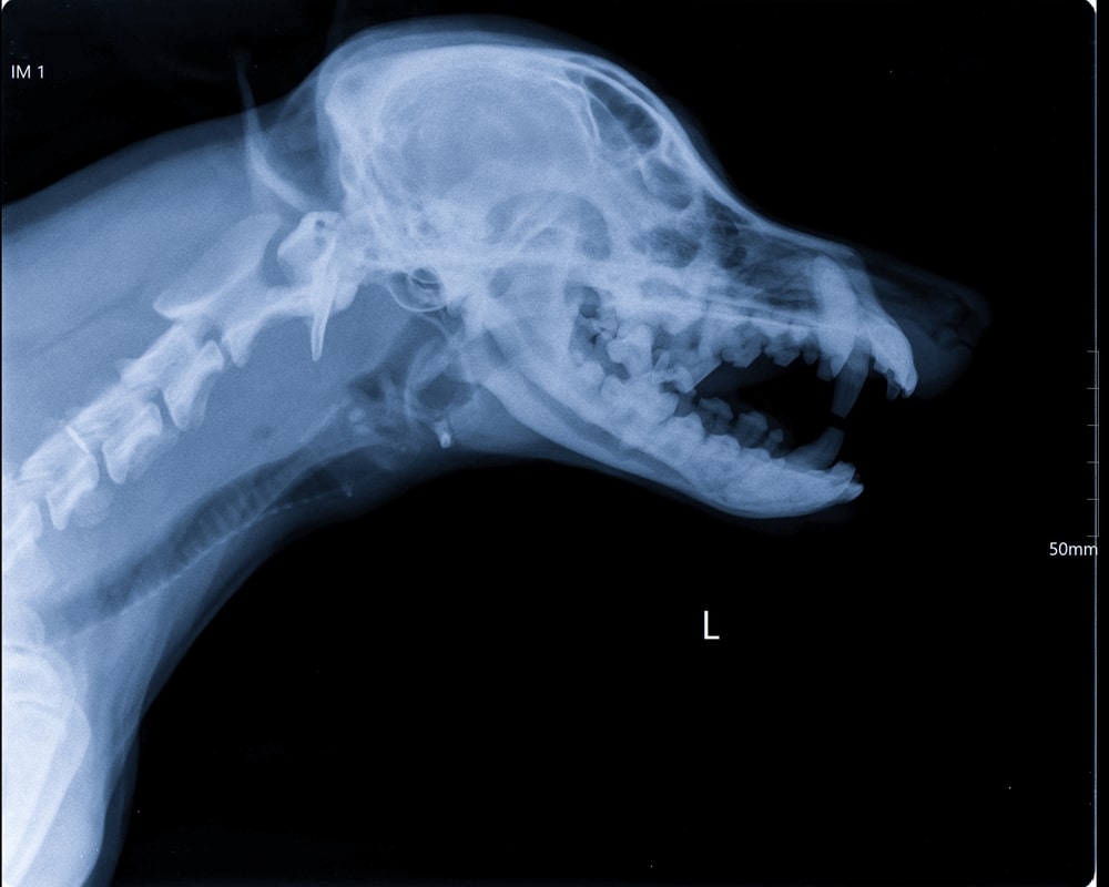 dog dental xray