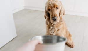 Dog Not Eating Food? Causes, Solutions, and Tips