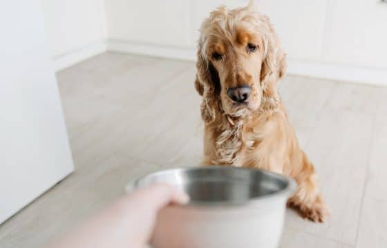 Dog Not Eating Food? Causes, Solutions, and Tips