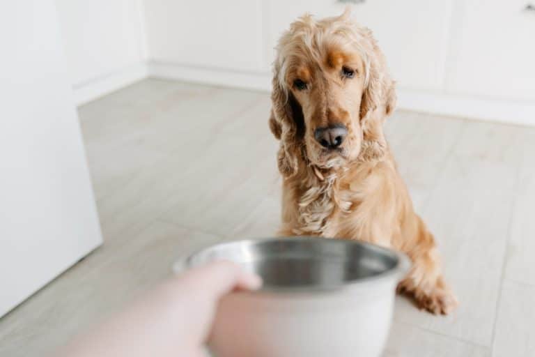 dog not eating food
