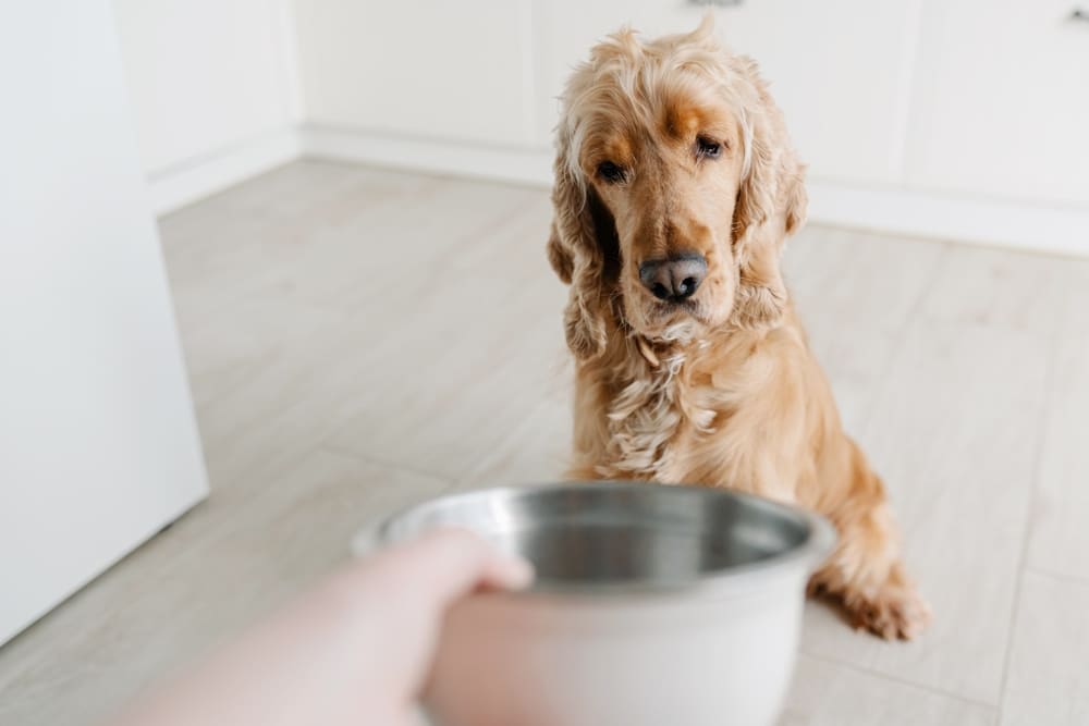 Dog Not Eating Food? Causes, Solutions, and Tips