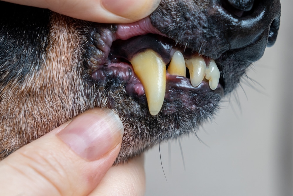 close up of dogs teeth showing plaque