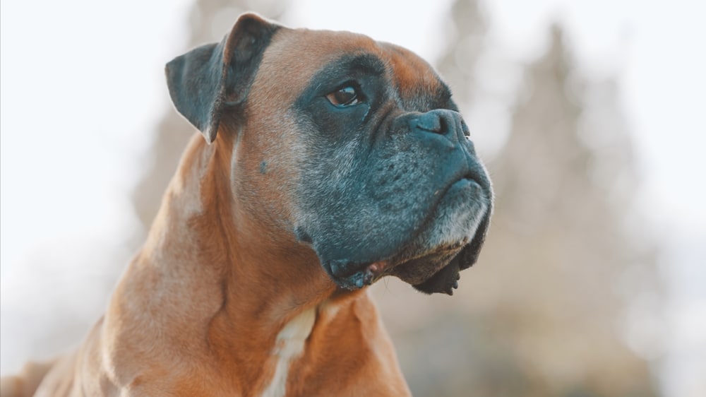 boxer dogs and skin tags