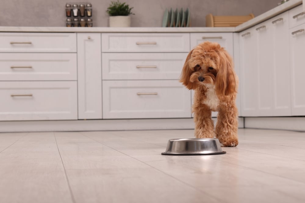 dog gone off food
