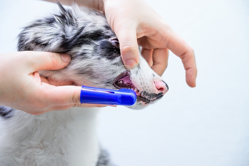 puppy having teeth brushed