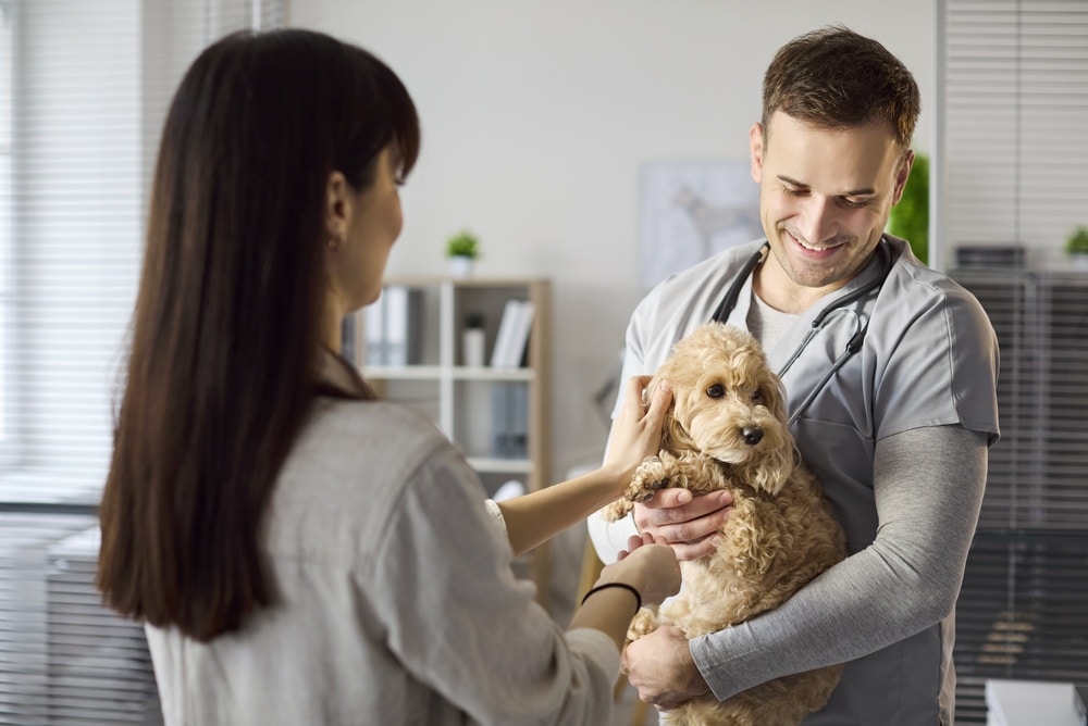 Dog Skin Tags: When to Worry and How to Treat It