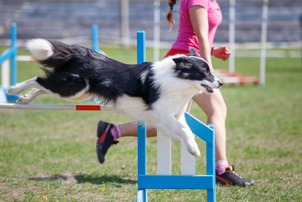 sporting dogs - dog agility