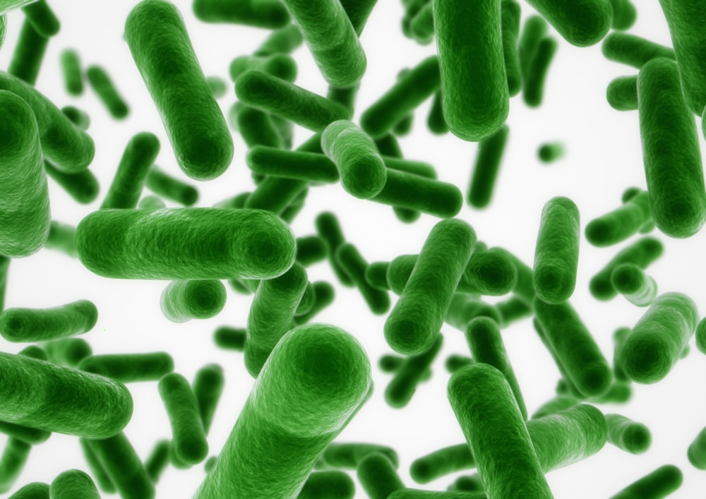 bacteria