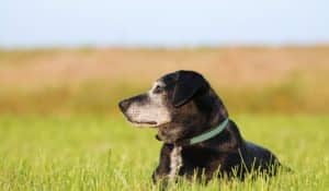 The Complete Guide To Caring for Older Dogs