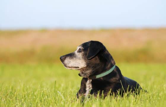 The Complete Guide To Caring for Older Dogs