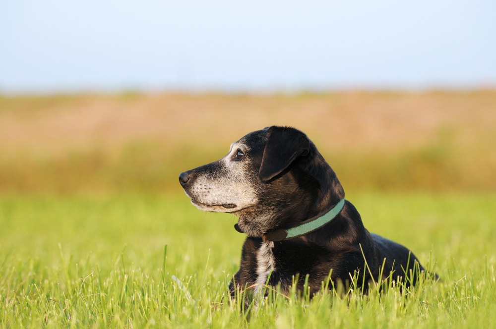 The Complete Guide To Caring for Older Dogs