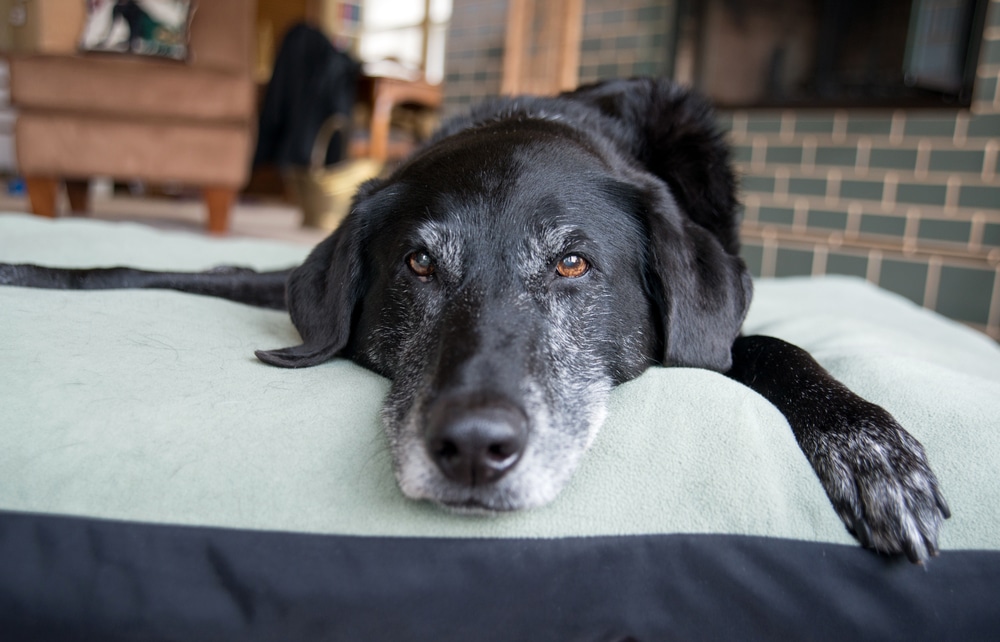 adapting the home for an older dog