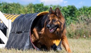 Dog Sports Conditioning: How to Begin Training Your Dog for Sports and Working Roles